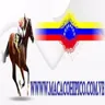 Macaco Hípico